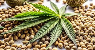 Exploring Marijuana Seeds New Mexico A Comprehensive Guide Exploring Marijuana Seeds New Mexico A Comprehensive Guide